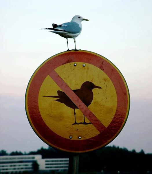 Birds not Allowed
