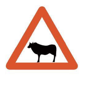  Cattle crossing